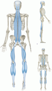 Example of one of the Fascial Lines from the book Anatomy Trains 